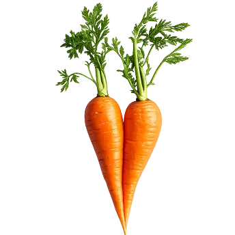 carrot