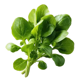 spinach